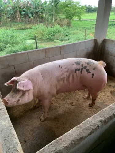 Porca a venda