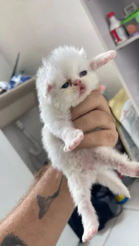 Filhotes de gato persa