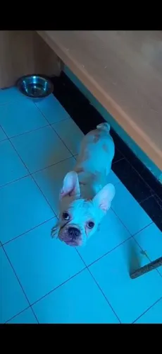Vendo um lindo buldogue francês macho branco. 