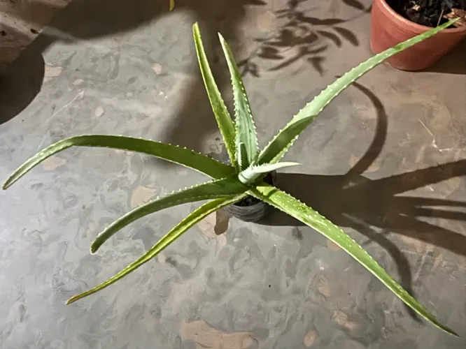 Muda babosa Aloe Vera