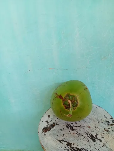 vendo coco verde