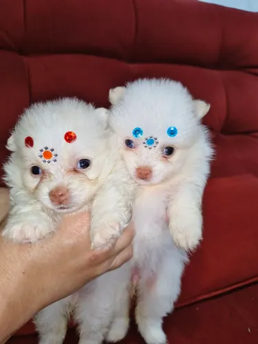 Lulu da Pomerânia machos e fêmeas anões, Narizinho marrom e olhos azuis
