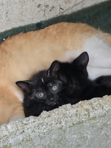 Gata fêmea pra doação 