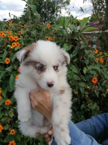 Border collie filhote