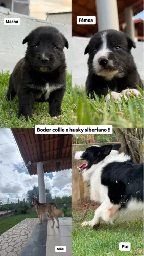 Filhotes de Boder collie x husky siberiano
