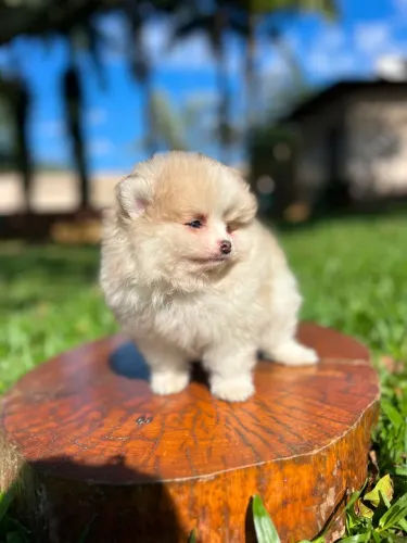 Lulu da Pomerânia - machinho