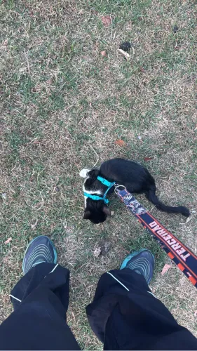 Doa-se gato