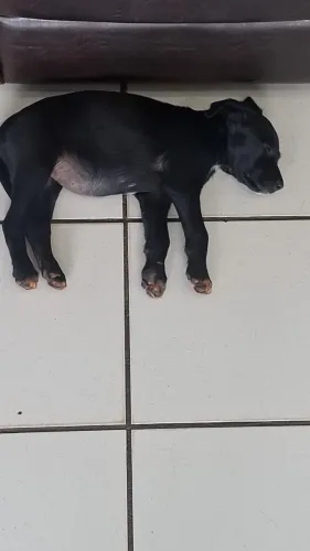 Doação de cachorro