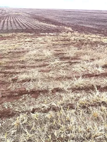 OPORTUNIDADE - TERRA ROXA - 25,80 ALQUEIRES