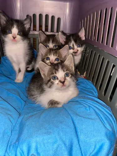 Gatos filhotes pra adoção responsável