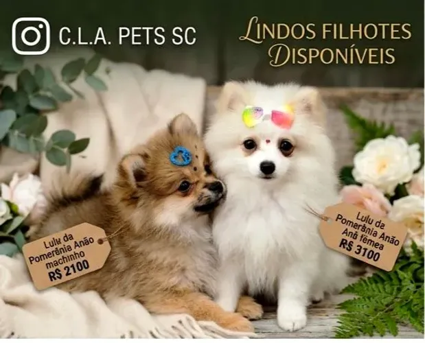 Lindos filhotes de Lulu da Pomerânia