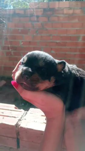 Filhotes de rottweiler cabeça de touro 