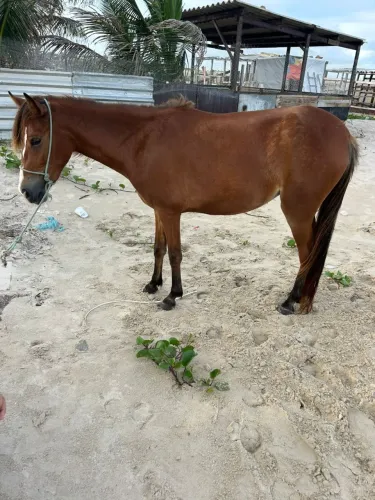 Polda boa e nova ja ta na segunda muda 
