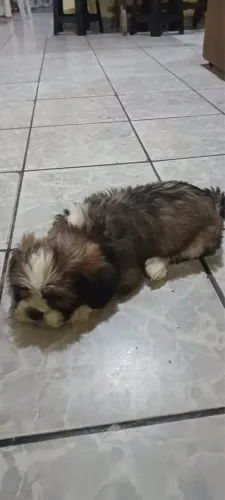Lhasa apso