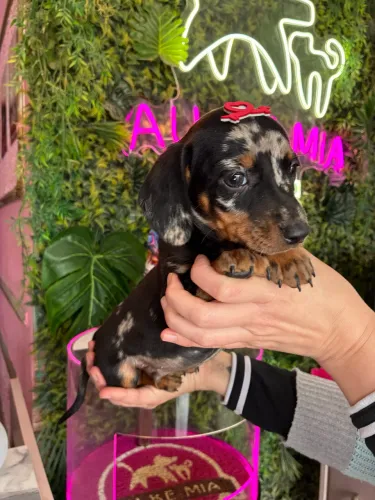 Dachshund!!! Perfeição