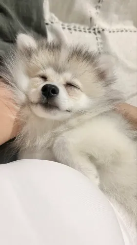 Spitz alemão macho raro 3 meses quase 4