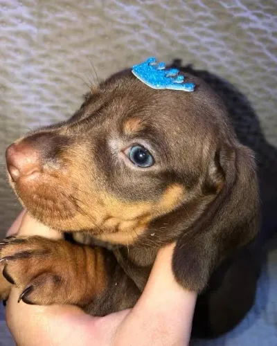 Filhote!!!! Basset dachshund chocolate