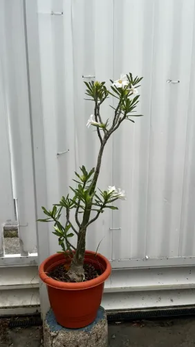 Rosa do deserto branca.
