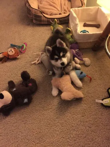 Filhote husky siberiano, Eles estão prontos para te amar! Só falta você!