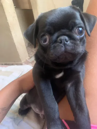 Vendo cachorro Pug