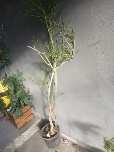 Planta espirito santo , aloiz