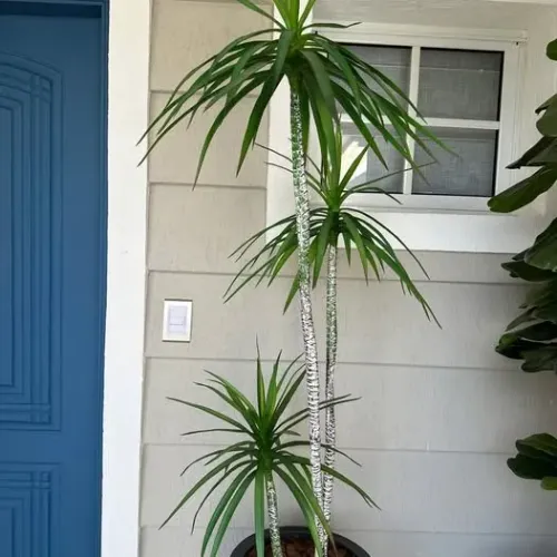 Vaso Grande Dracena Alta Planta Artificial