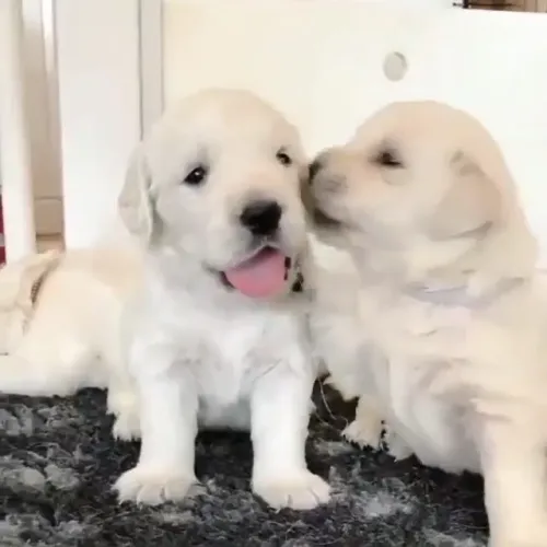 Golden Retriever - Ao Seu Lado Em Cada Lembrança