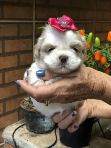 Baby shih tzu/shitzu super dócil brincalhão e saudável vacinado