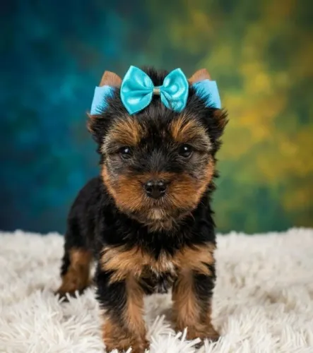 Mini Yorkie Apaixonante