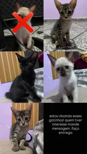 Doe-se gatinhos, faço entrega pra regiões próximas