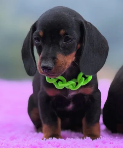 Compra Segura para Quem Ama Pets ? Filhotes de Raça com Suporte e Garantia