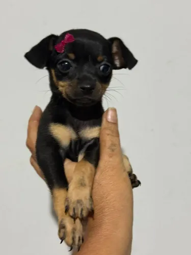 Pinscher fêmea