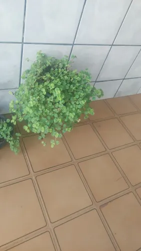 Plantas
