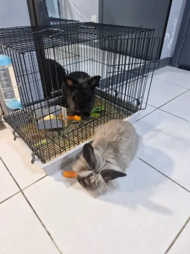 Vendo coelhos