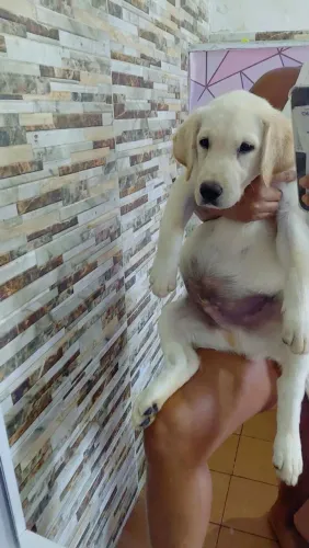 Filhote de labrador