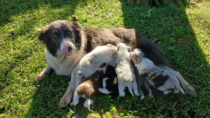 Filhotes de Border Collie