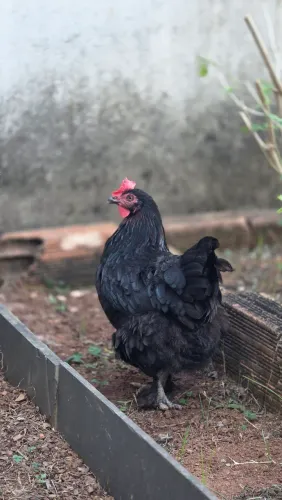 Casal Marans Black copper adultos