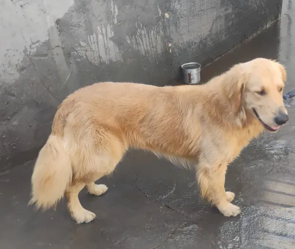 Estou doando um Golden Retriever com 1 ano e meio .motivo vou me mudar 