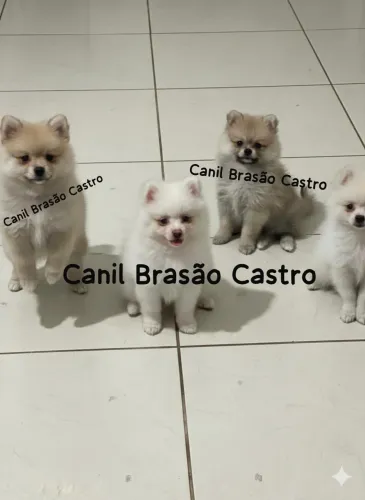 Filhotes de Spitz alemão