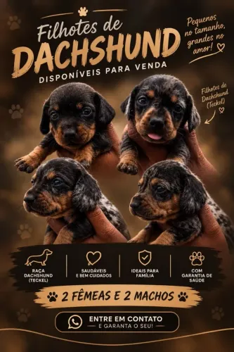 Filhotes de Daschund