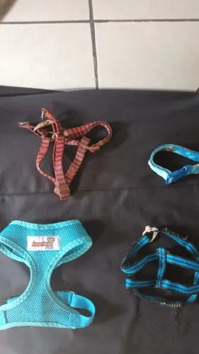 Coleirinhas Pet de Cachorro pequeno coleira