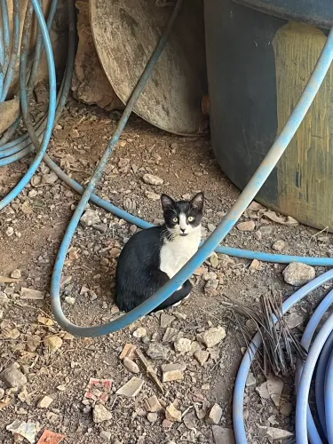 Doa-se gato macho filhote