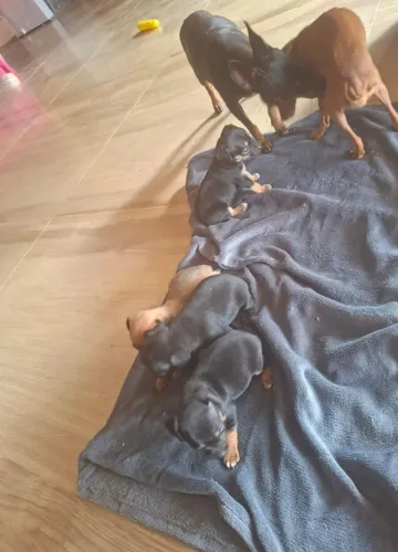 Filhotes de pinscher