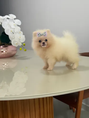 Spitz alemão macho e fêmea (Lulu da Pomerania)