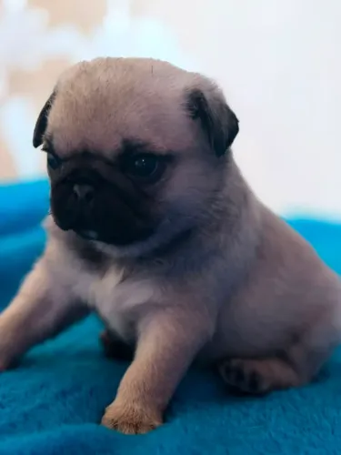 Filhotes de Pugs,alta linhagem 03 fêmeas e 01 may