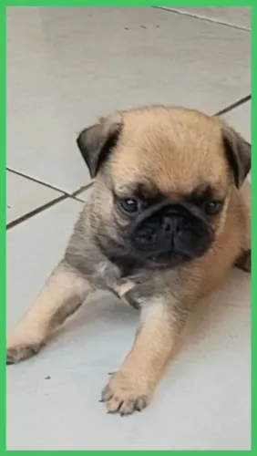 Pug