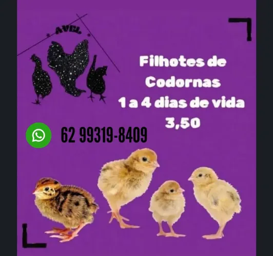 Pintinhos de Codornas Japonicas 