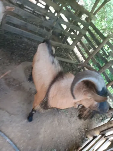 Vendo ou troco em Suinos um lindo Bode. 