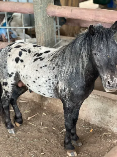 Mini Animais: Pôneis, Mini Vacas e Boizinhos! 