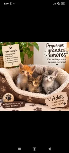 Doação de gatos 